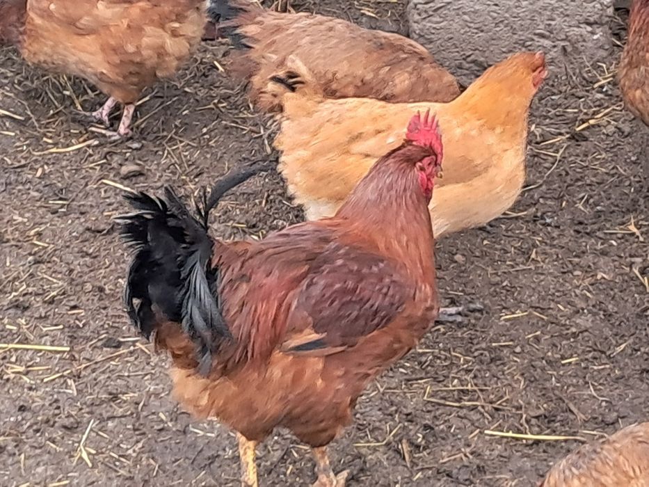 Koguty młode z 06.2025