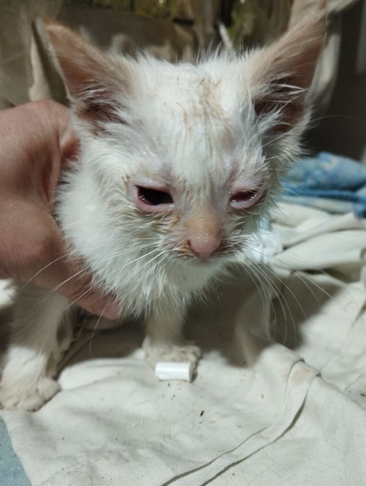 Прийму в дар для притулку з котиками .