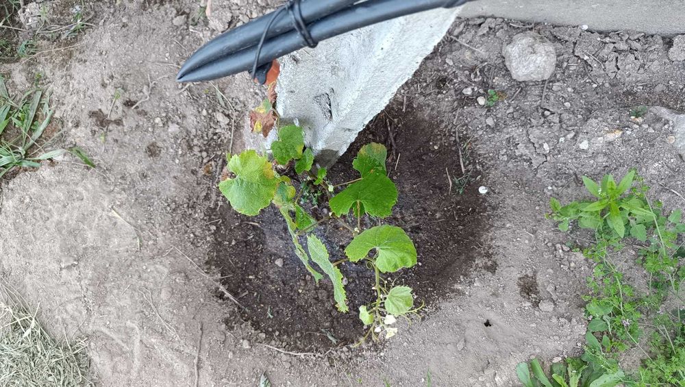 Rega Automática Autónoma | Energia Solar | Agricultura Sustentável