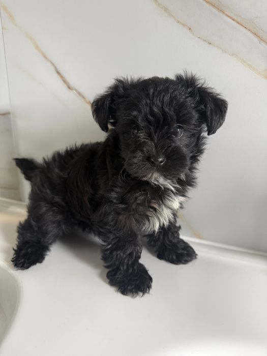 Morkie szczeniaczek- york Maltańczyk już do odbioru