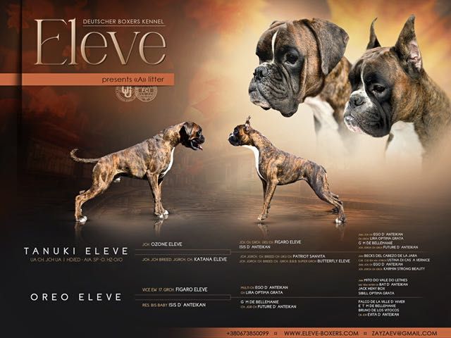 Німецький боксер . Рудий хлопчик .