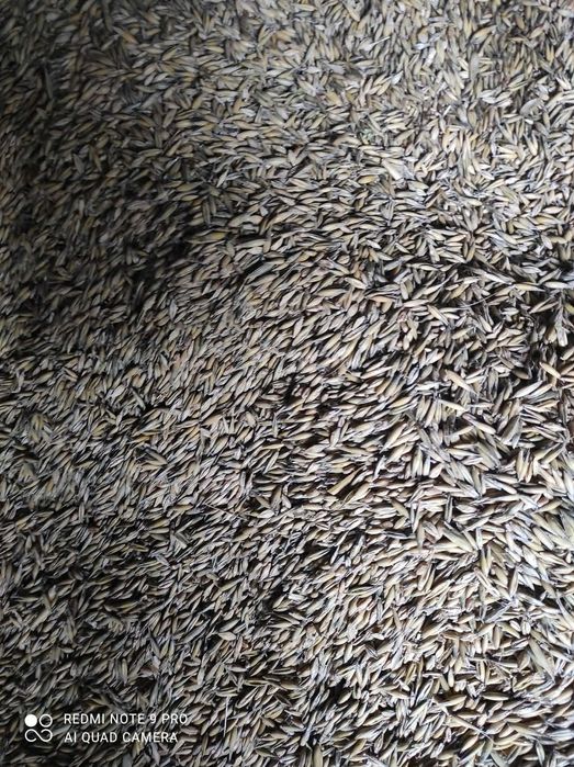 Sprzedam siano i zboże