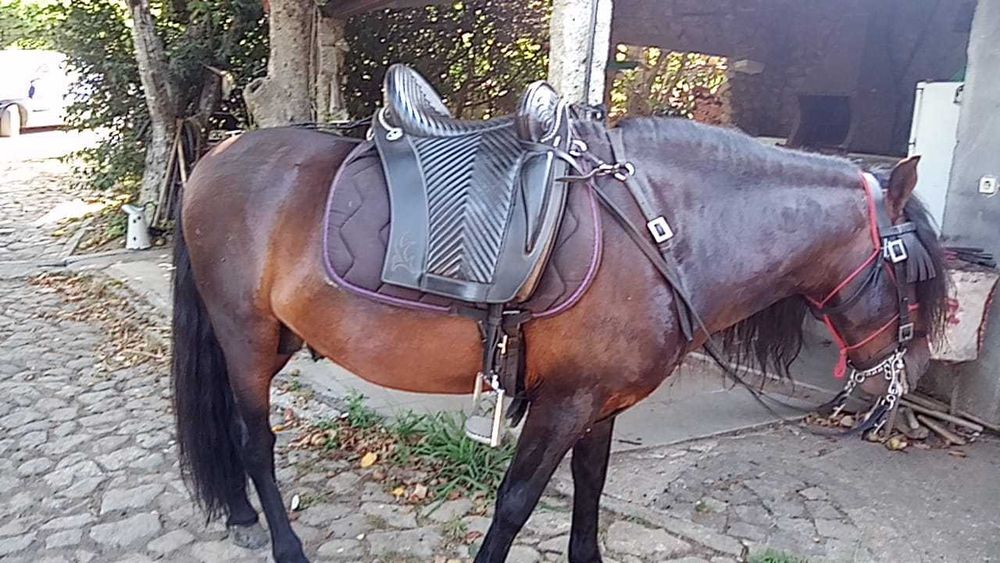 Cavalo Raça Garrano