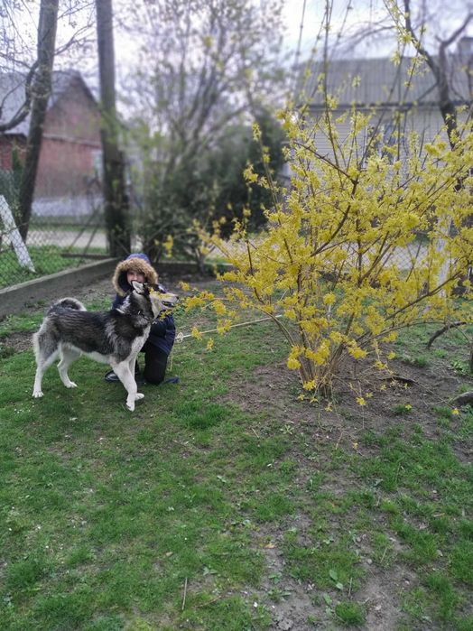 (ТЕРМІНОВО!)Собака породи Хаскі.