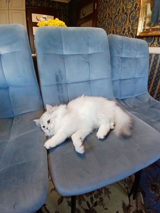 Котята , спібна шиншила, британські котята