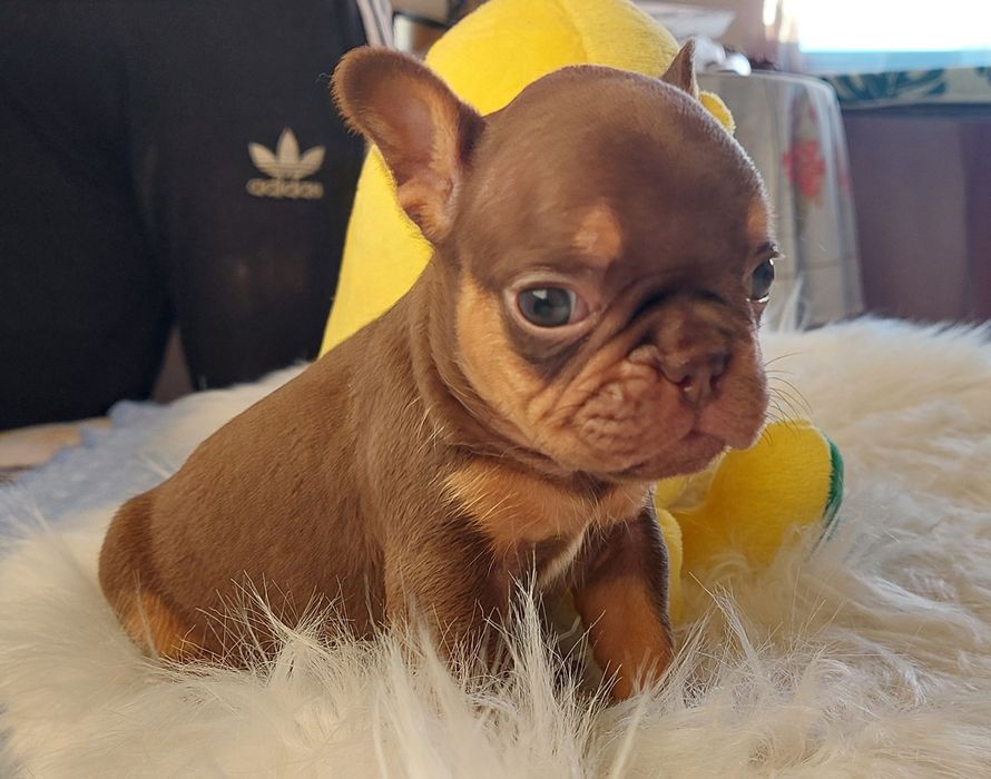 Bulldog francês menina rojo cherry tan