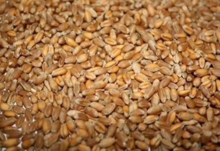 Продам 3кл. пшеницю озиму опт