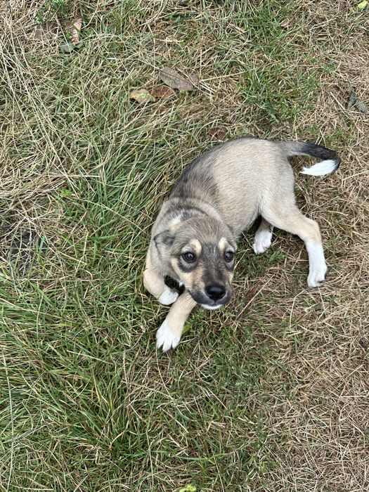 Віддамо у добрі та ласкаві руки двох дівчаток малюків