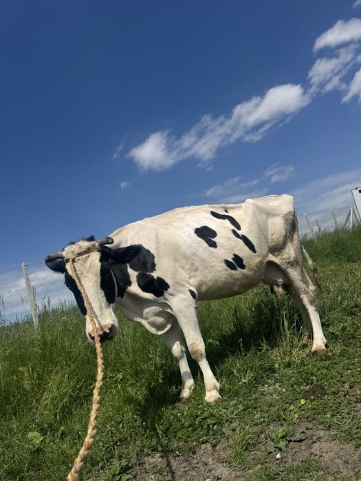 Sprzedam krowe cielną