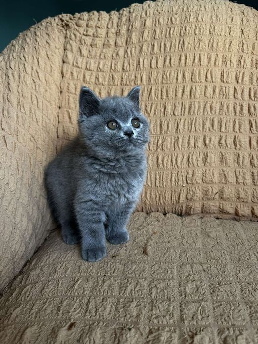 Дівчинка шотландочка