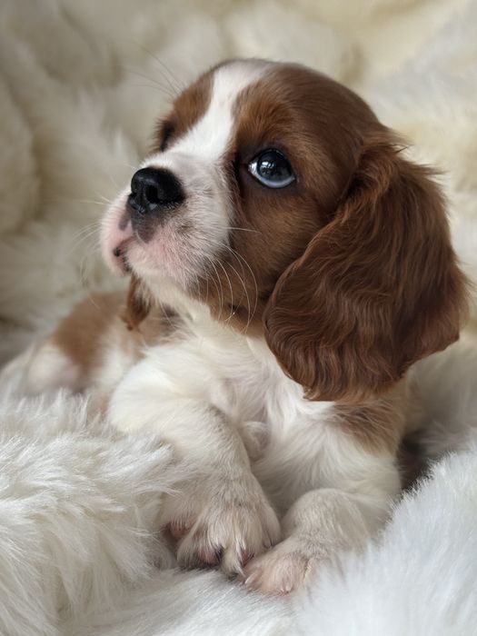 Sunia - Cavalier King Charles  Spaniel