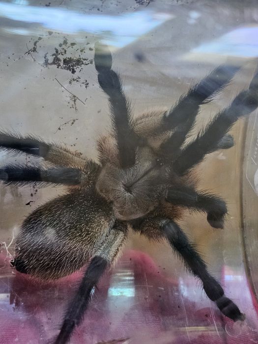 Monocentropus balfouri samice 5,5DC