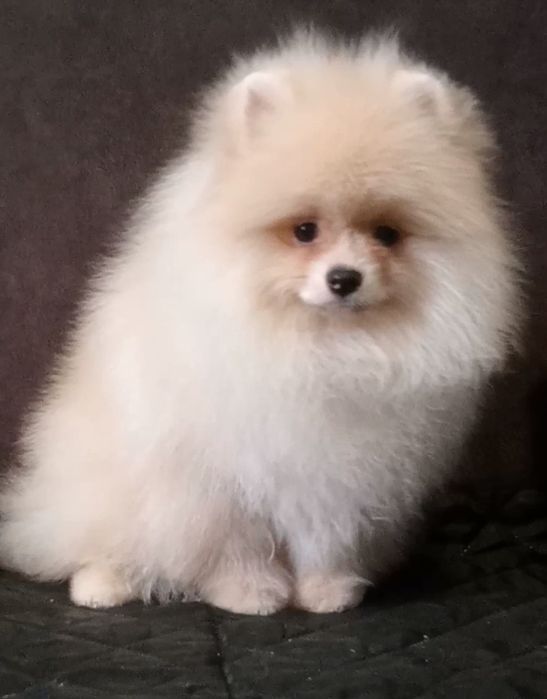 Неймовірний померанчик