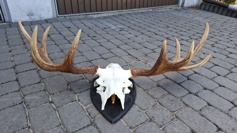 Poroże,wieniec łosia