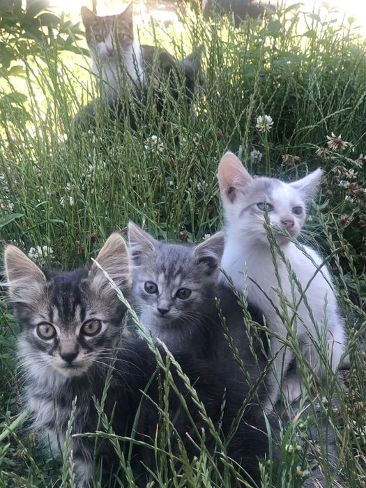Віддам котенят безкоштовно