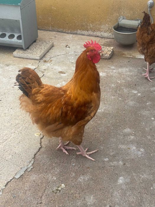 Galos diversos em Évora