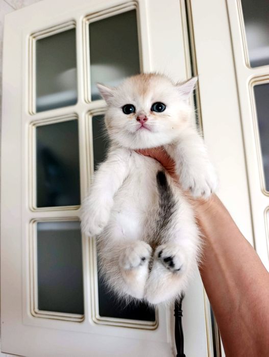 Золота шиншила котята