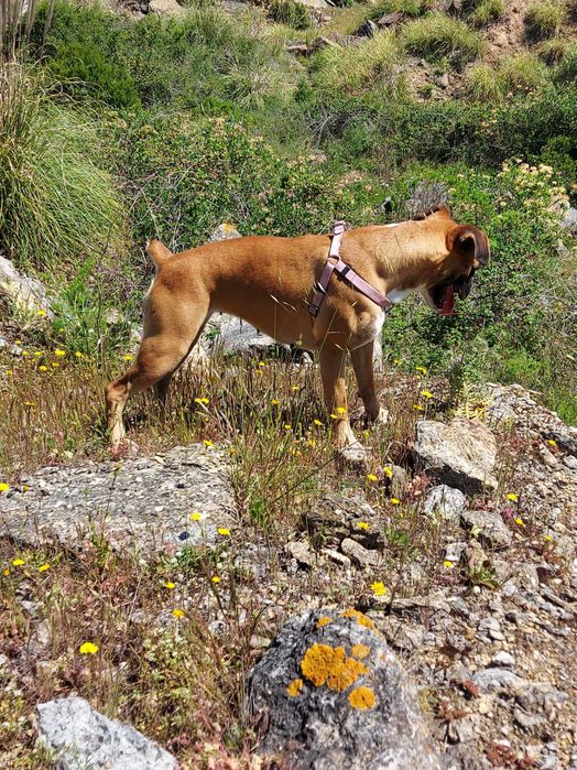 Boxer fêmea para adoção