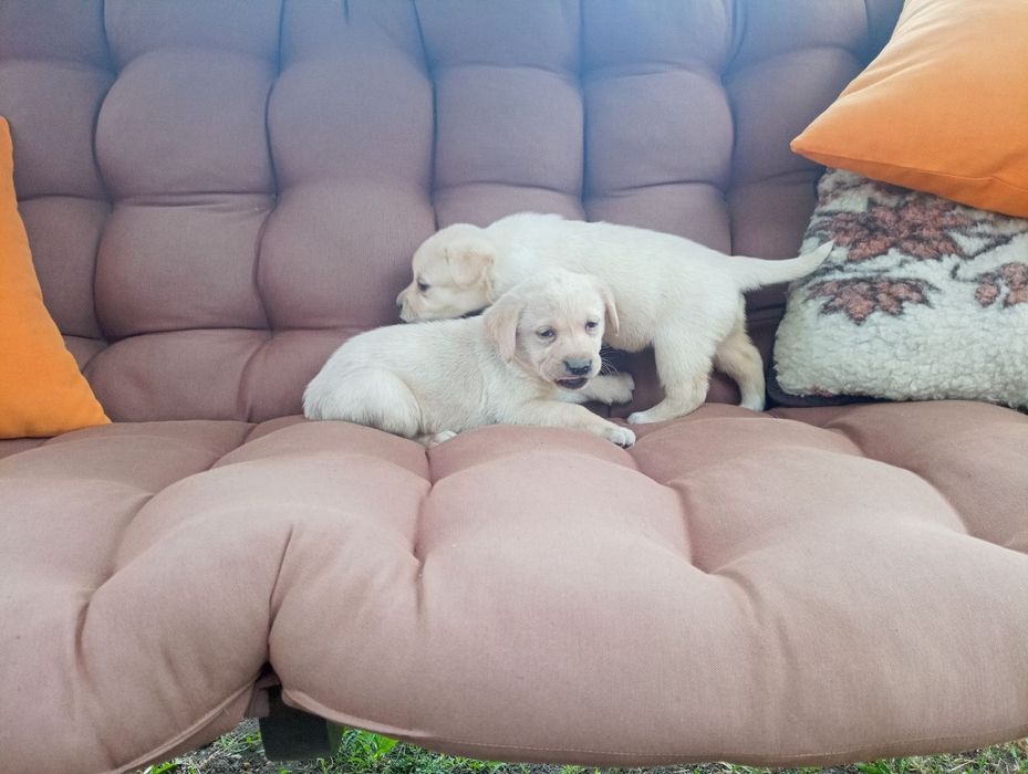 Цуценя породи лабрадор 2 місяці