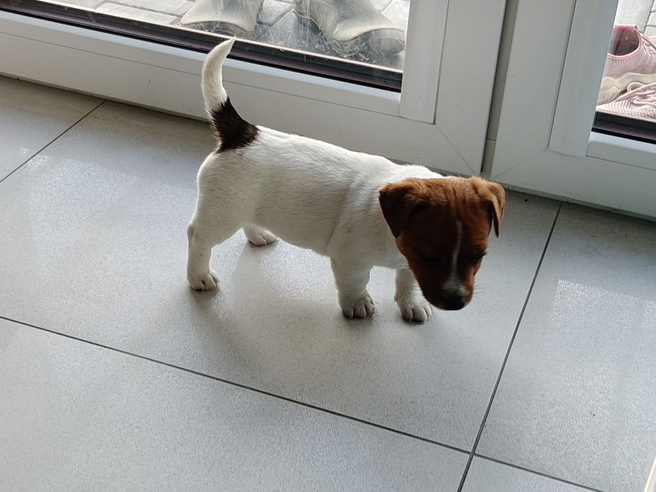 Szczeniak piesek Jack Russell Terrier