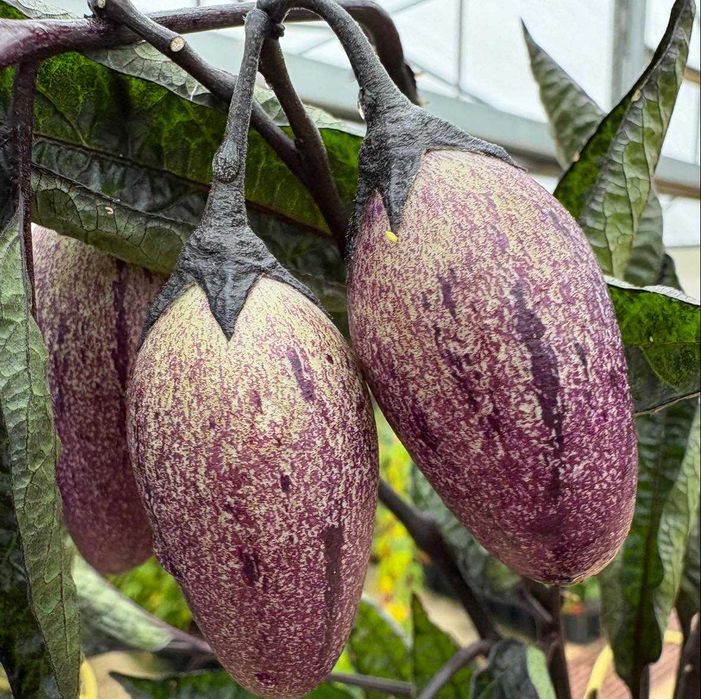 Pêra-Melão / Melão-andino