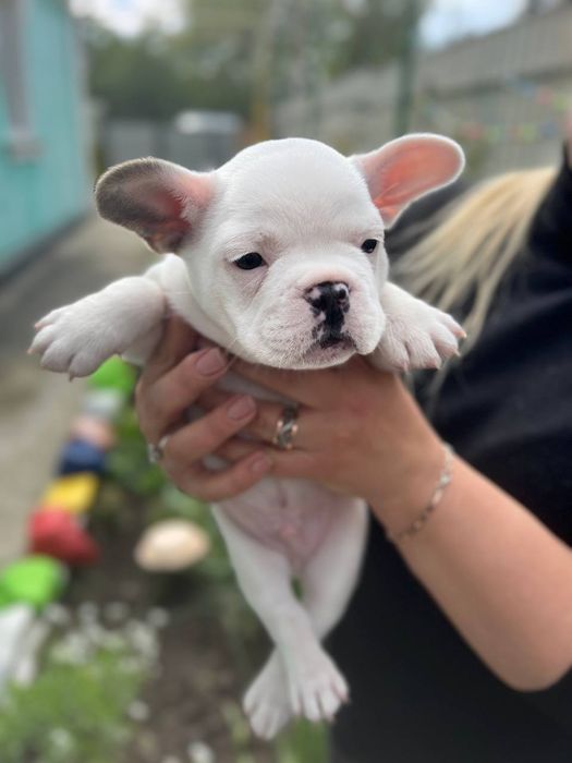 Французький бульдог