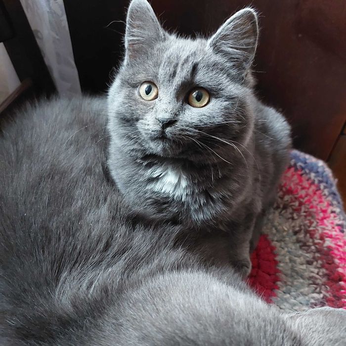 Манюня котодитина шукає найкращу маму