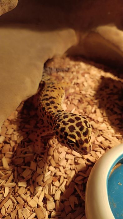 Gekon lamparci, duży piękny zdrowy samiec