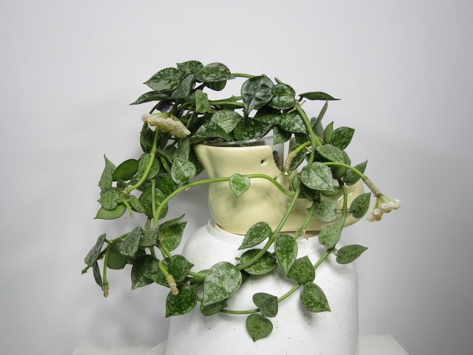 Хойї дрібнолисткові (зрізка) додані нові сорти