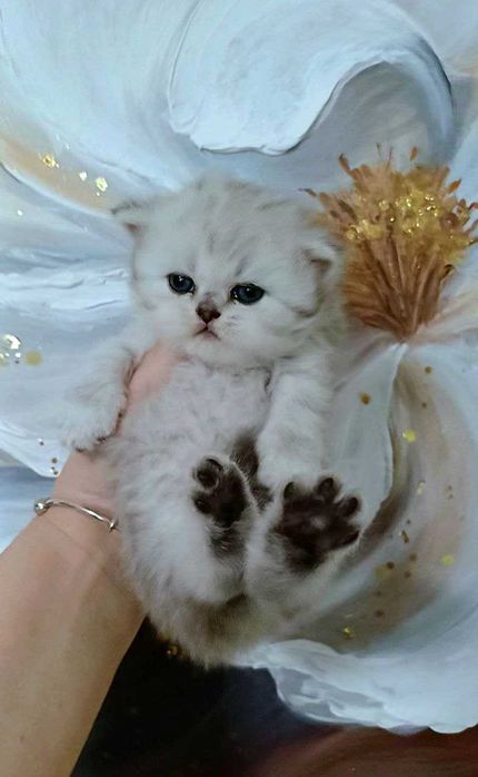 Шотландська дівчинка срібна шиншилка. Кошенята чистокровні .