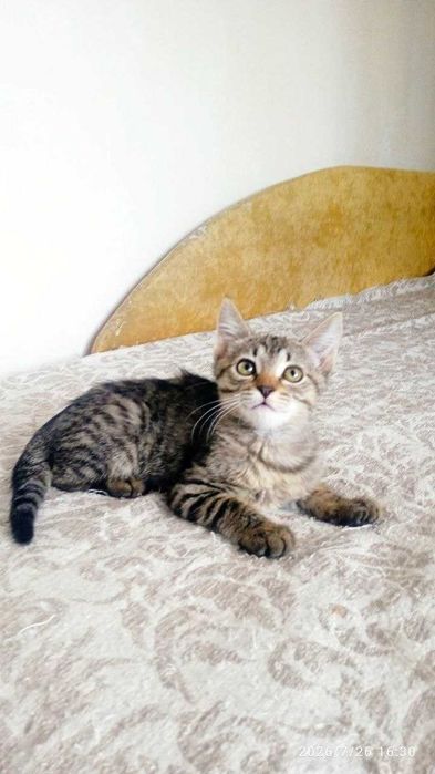 Воспитанные котята ищут дом