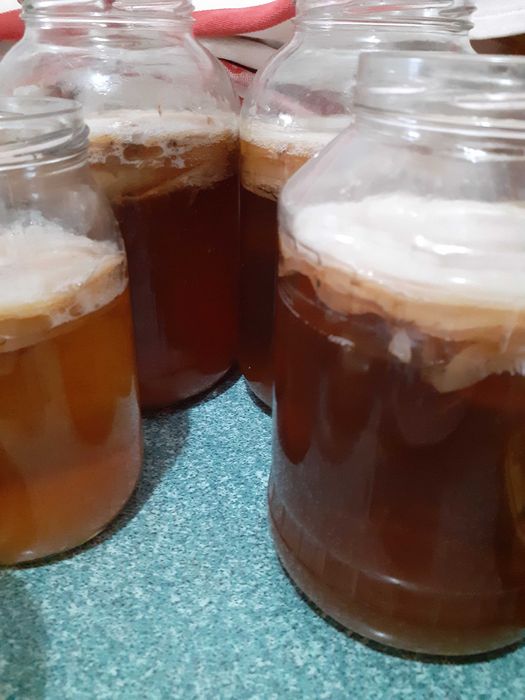 Grzybek Kambucza herbaciany SCOBY. 20 cm+Zaczyn! Naturalny Probiotyk!!