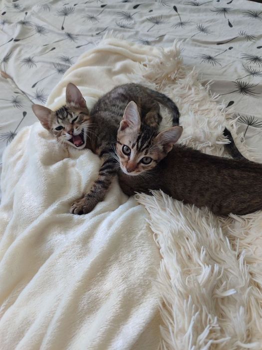 Отдам в хорошие руки котят