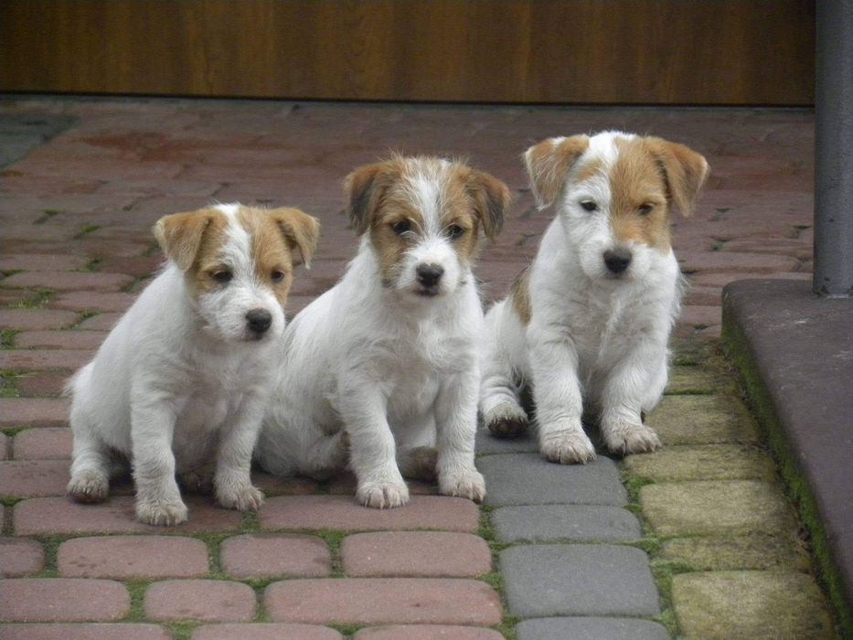 Jack Russell Terrier
