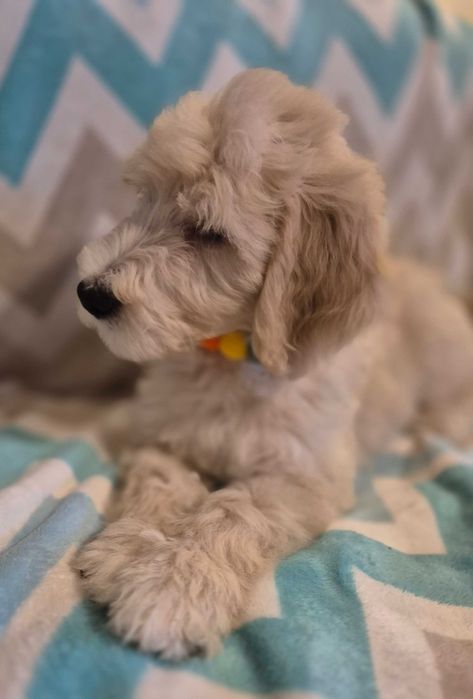 Goldendoodle f1b standard samiec