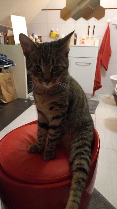 Zaginął Kot Gustaw