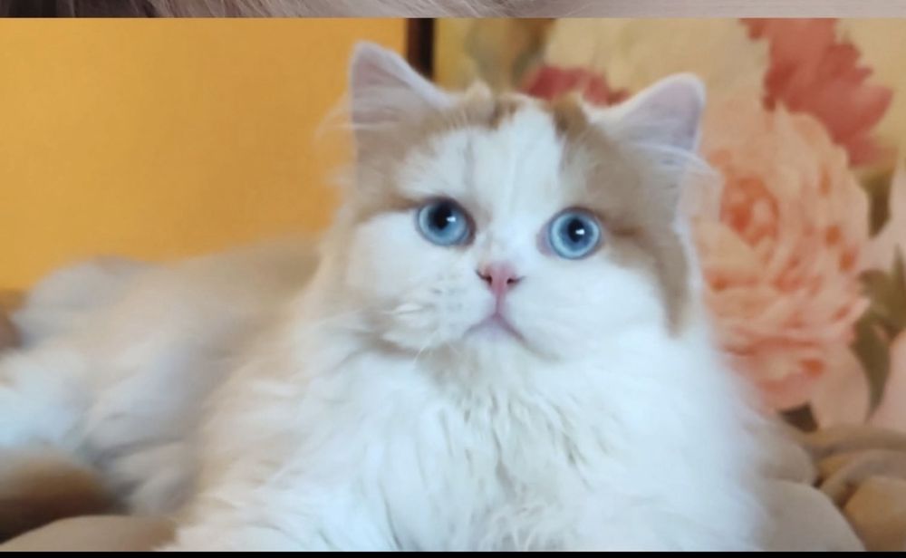 Синьоокий  шотландський красень