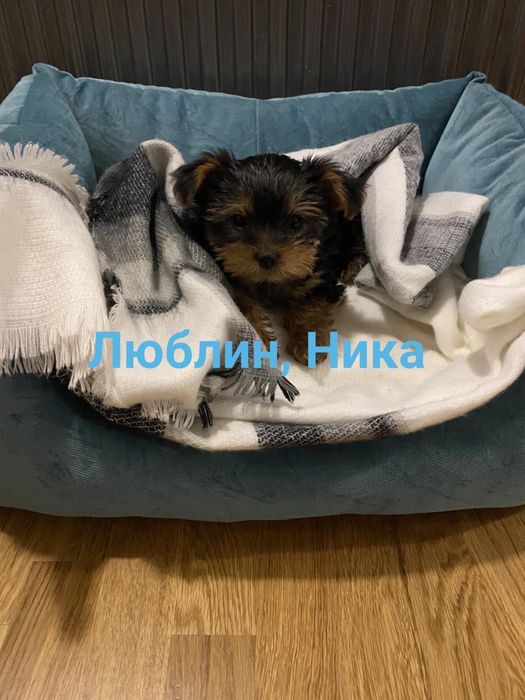 Вязка йорк, йорк ищет невесту