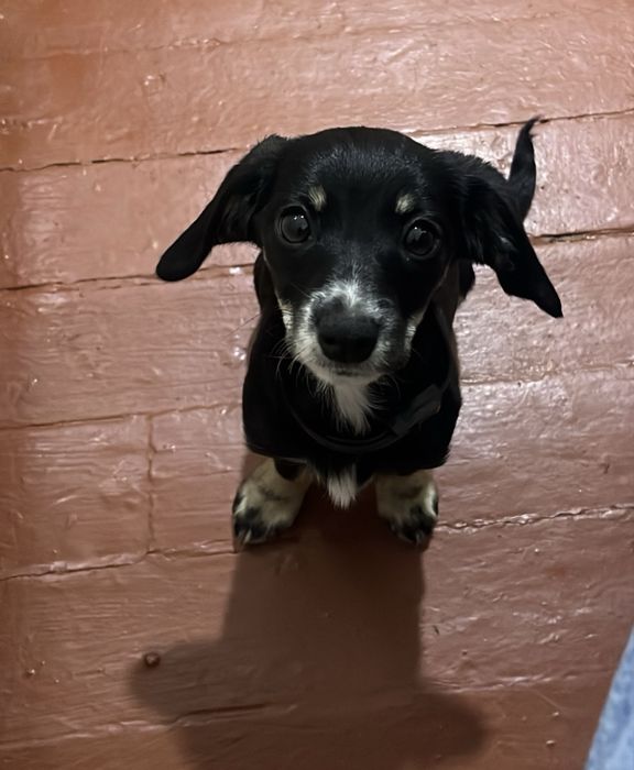 Віддам в найдобріші руки