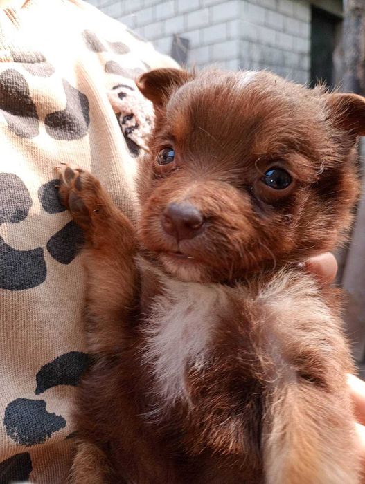 Віддам цуценят в добрі руки