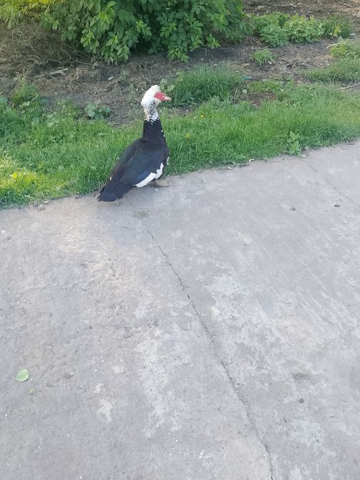 Sprzedam kaczora piżmówka