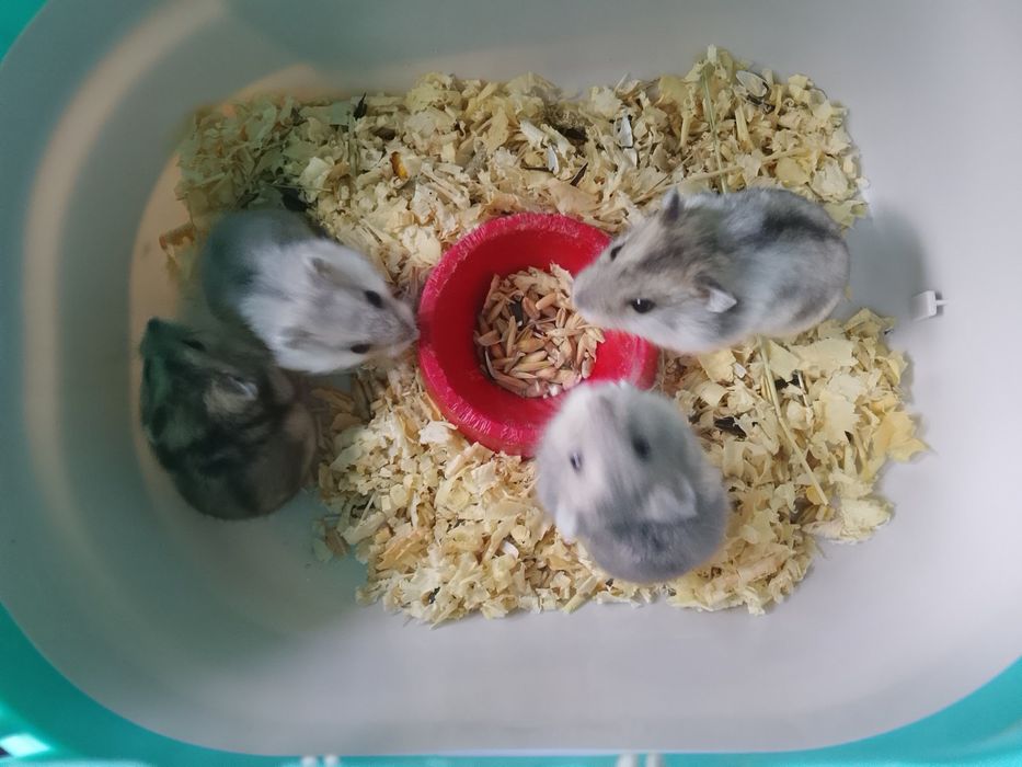 Джунгарский хомяк