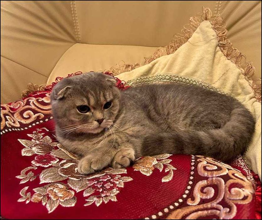 Гарненька висловуха дівчинка, м. Косів