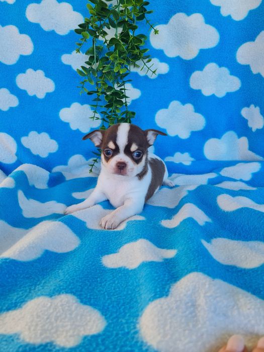 Excelente  menina mini Chihuahua/Chiuaua de Qualidade. Lunhagem Russa