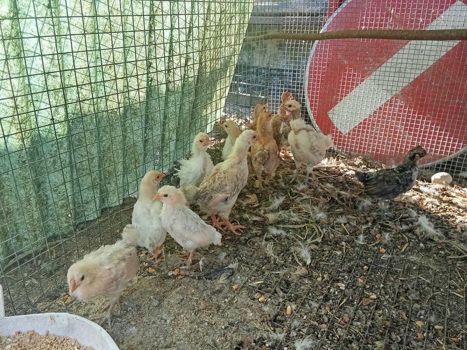 Coquichos tricolores, frisados ,carecas