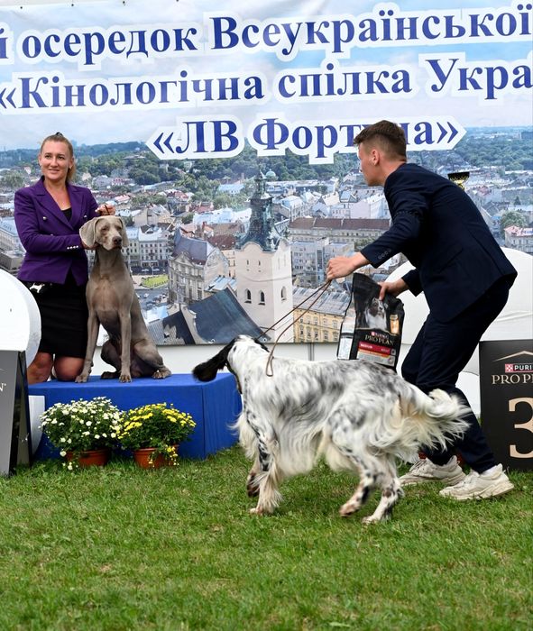 Англійський сетер
