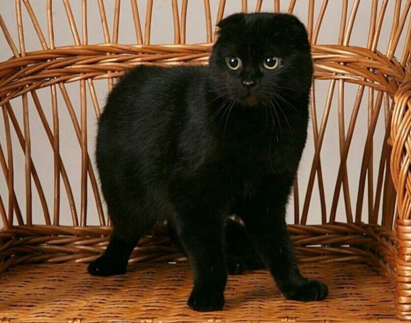 скотіш- фолд.висловухий хлопчик.чорний