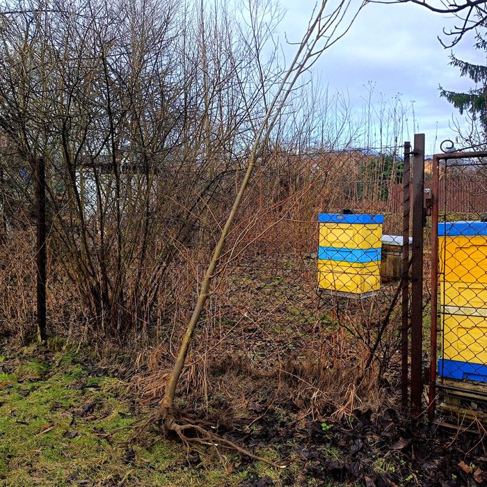 Miododajne Lipa Moltkego 3m i wiecej. Pszczoły.