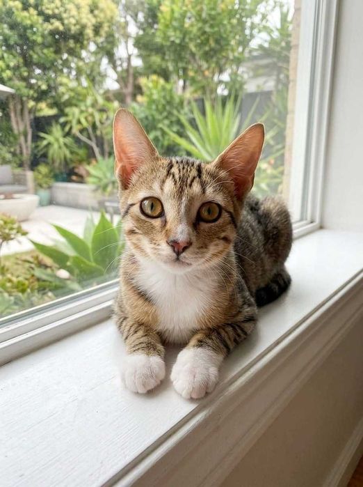 Setúbal e arredores/ Margem Sul — CLARICE, gatinha para adoção