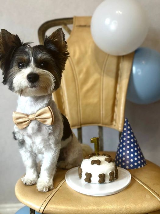 Бівер йорк вʼязка хлопчик